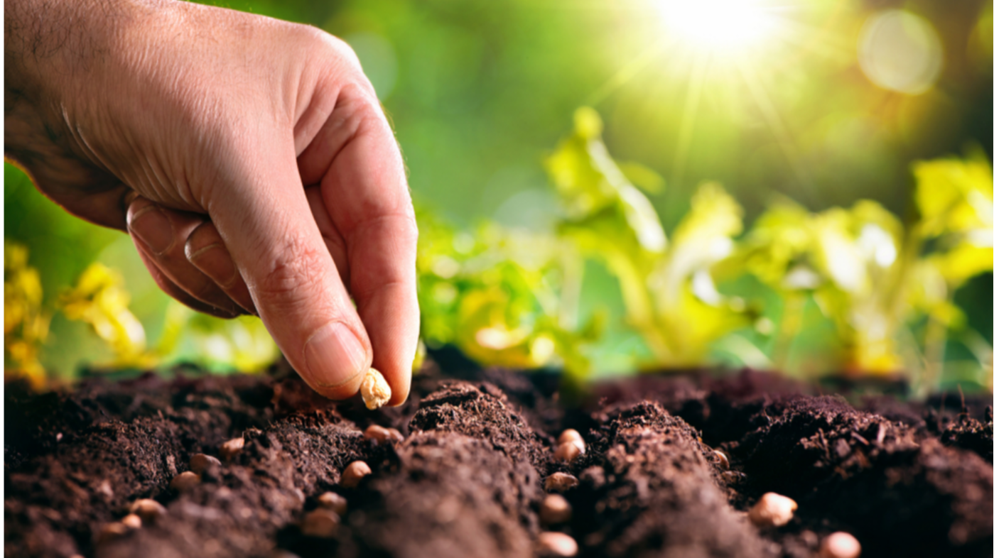 Een hand zaait zaadjes in de grond | Une main sème des graines dans le sol 