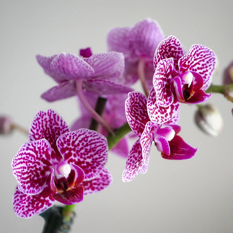 orchidee-paars