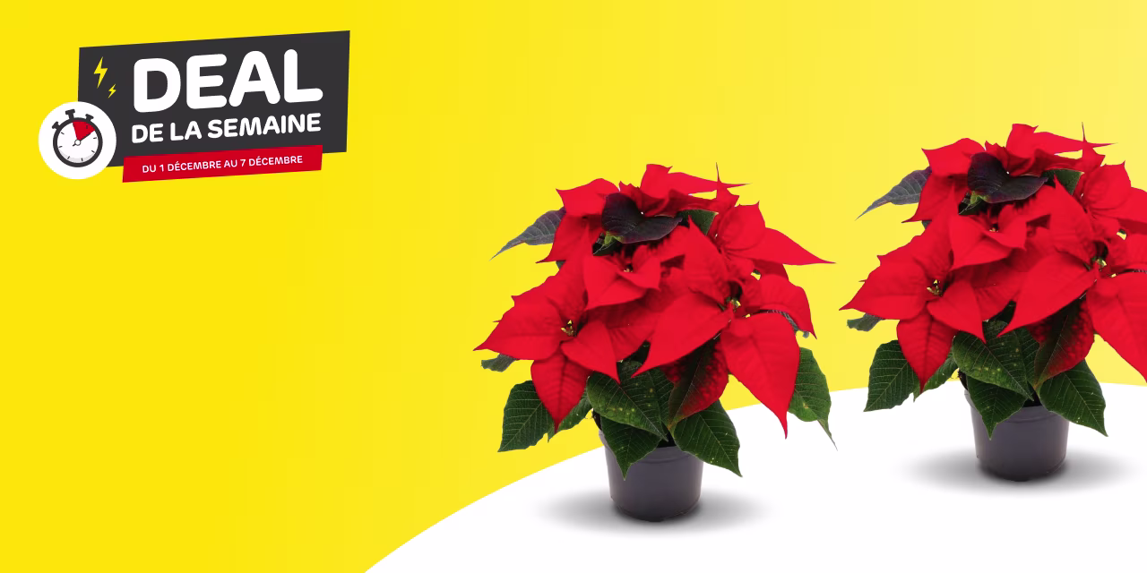 Deal de la semaine