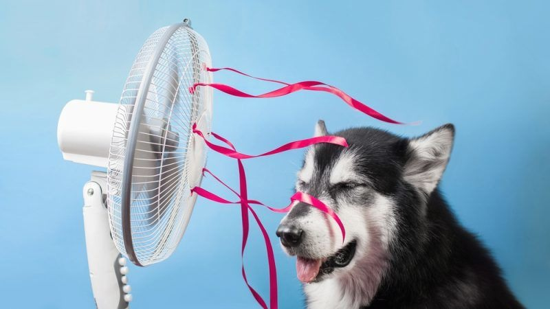 chien ventilateur | hond ventilator