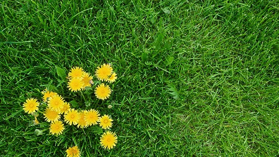 Paardenbloem in het gazon