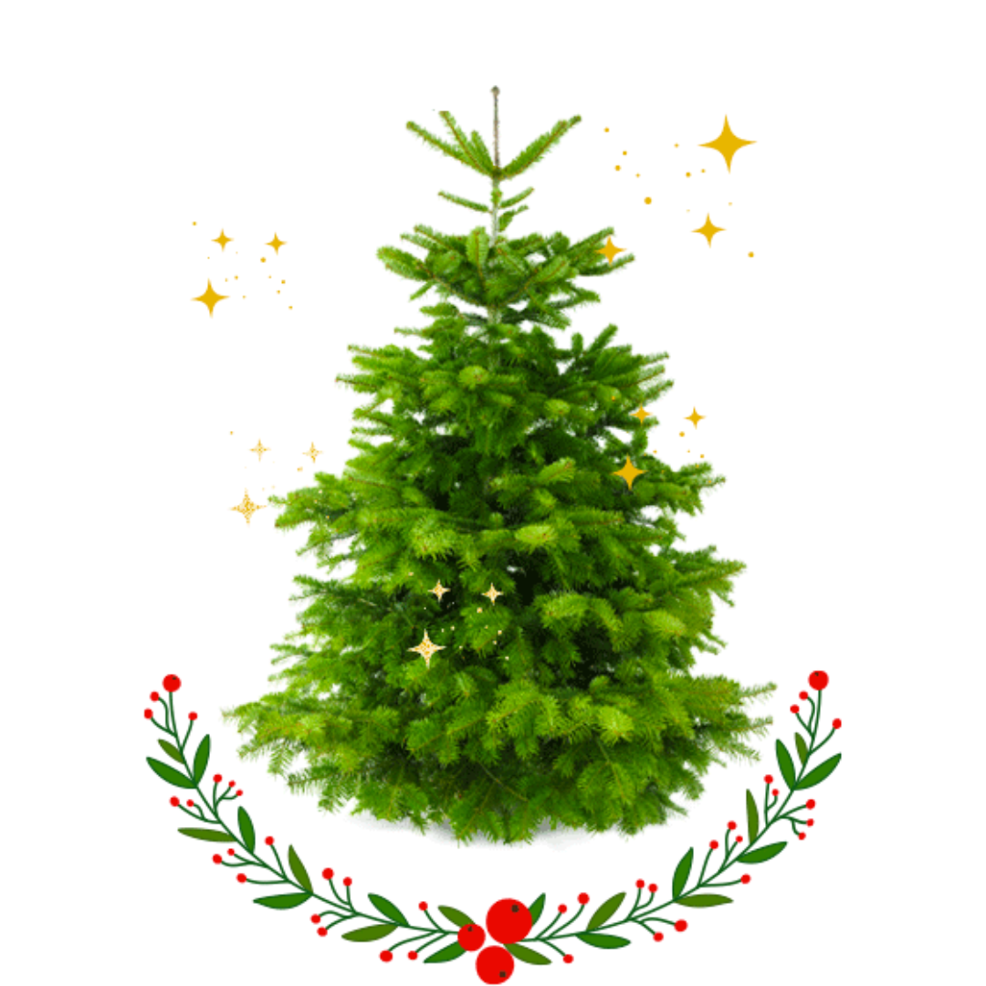 Kerstboom Picea Abies | Arbre de Noël Picea Abies