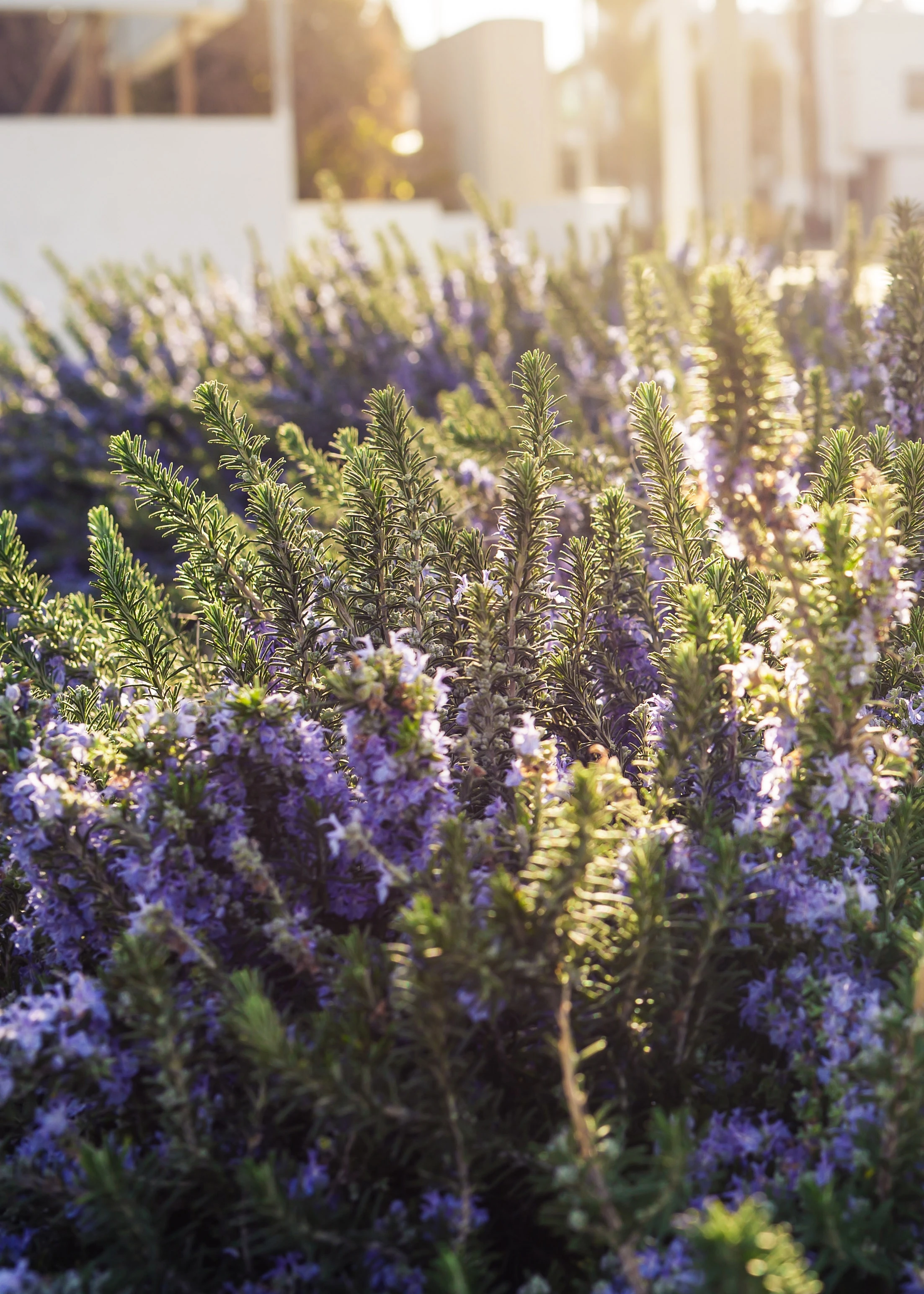 geveltuin lavendel