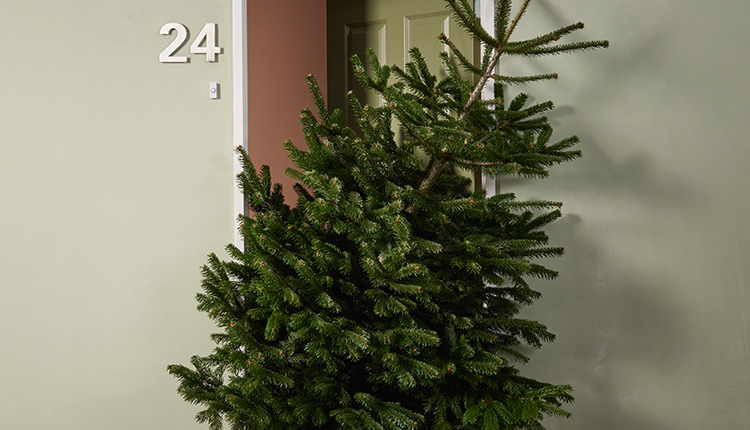 kerstboom voor de deur