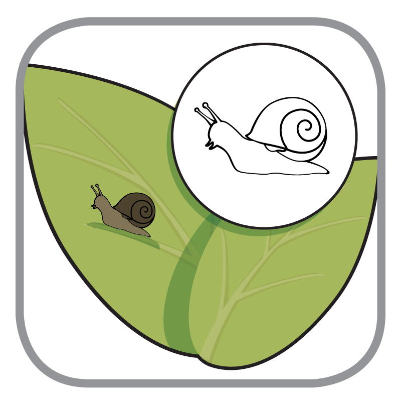 Slak | Escargot