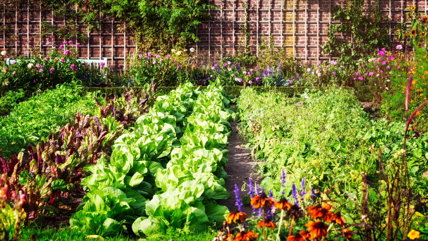 een moestuin | un jardin potager