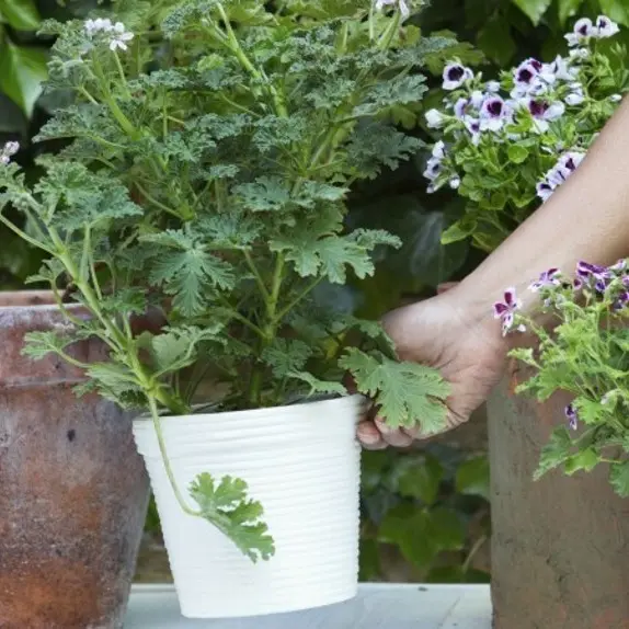 Eenjarige planten