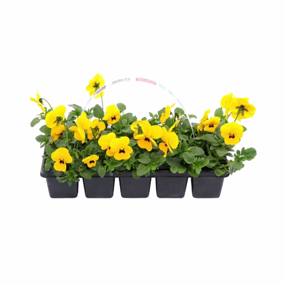 Eenjarige planten