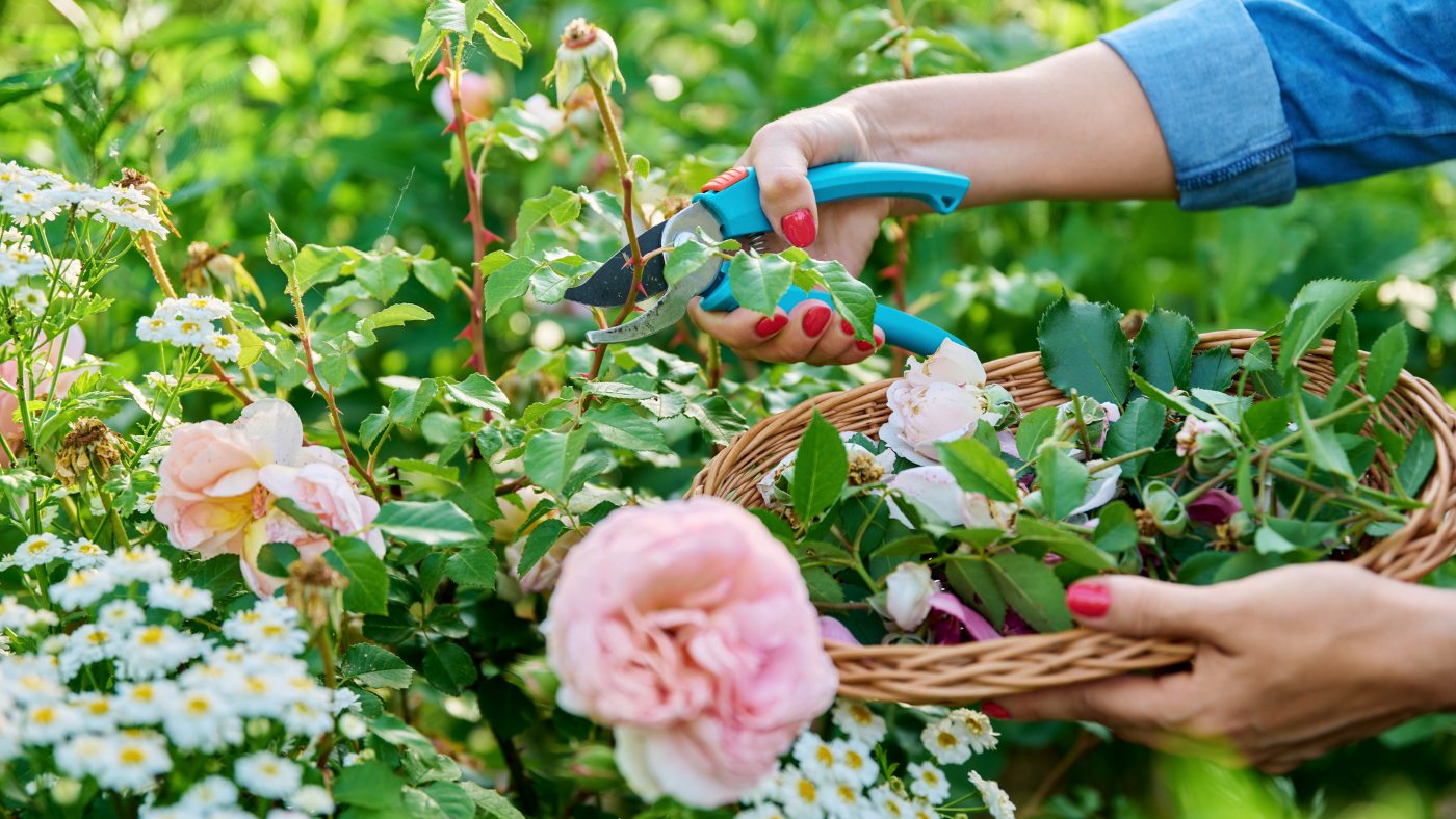 Vrouw knipt uitgebloeide rozen weg | Une femme coupe des roses épuisées