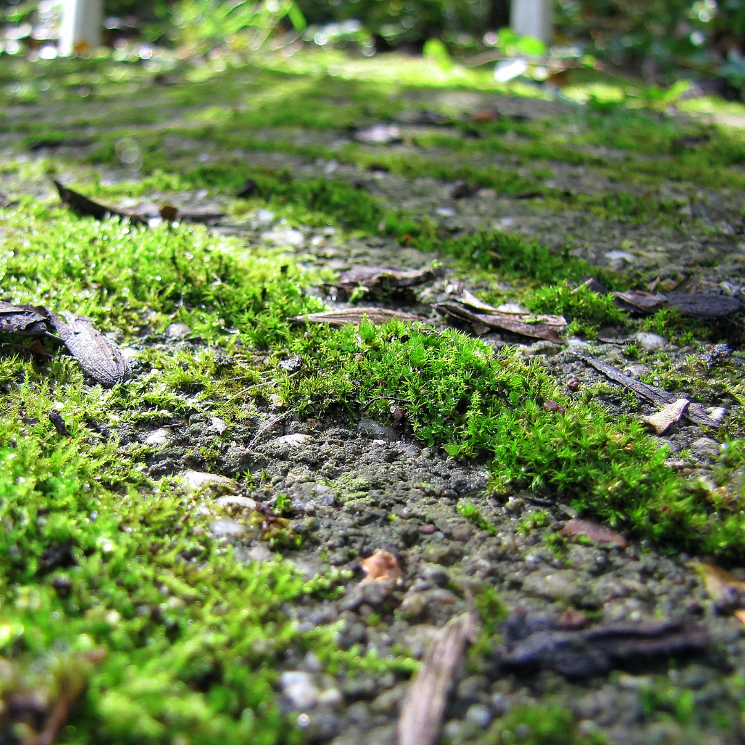 Enlever les dépôts verts