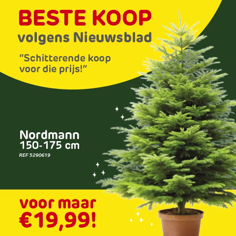 natuurlijke kerstboom in de winkel