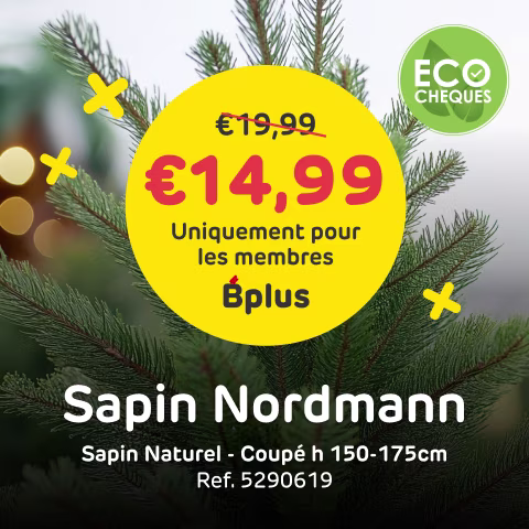 Action sapin Noel Nordmann avec Bplus