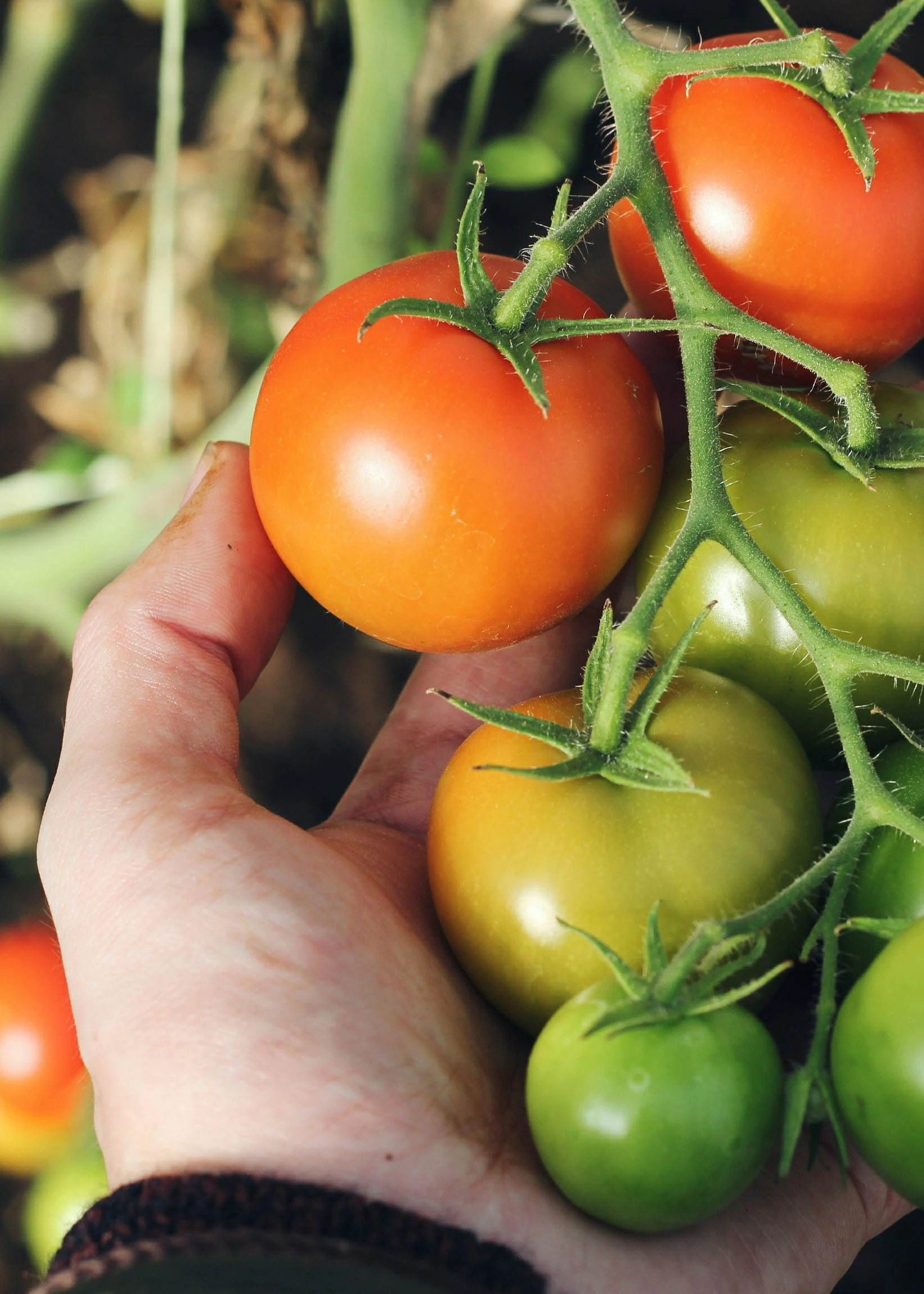 makkelijke moestuin groente tomaten