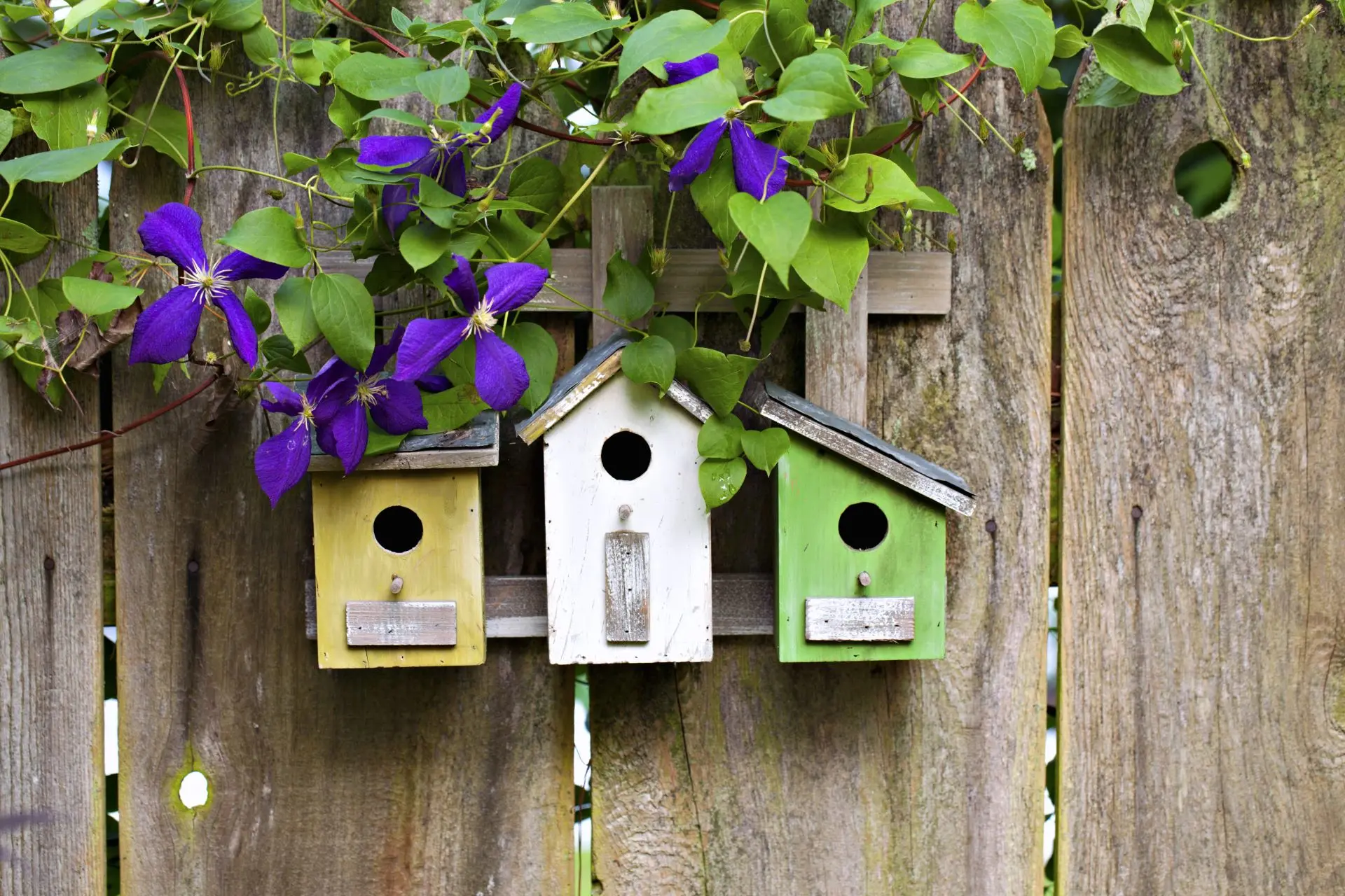 Vogelhuisjes op een rij aan schutting