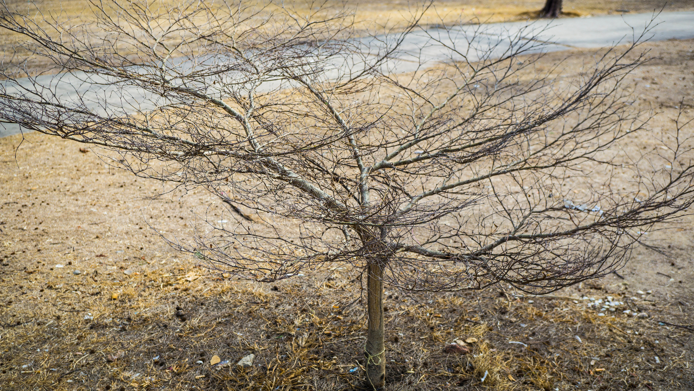 Kale struik | Buisson nu