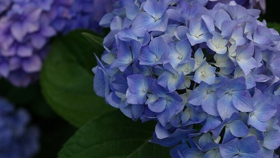 Hortensia