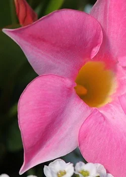 dipladenia mandevilla 1