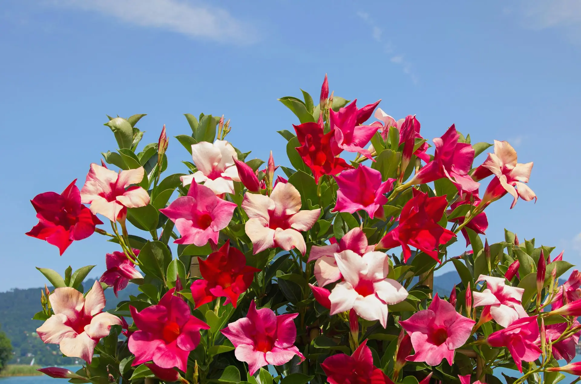 header dipladenia mandevilla roze