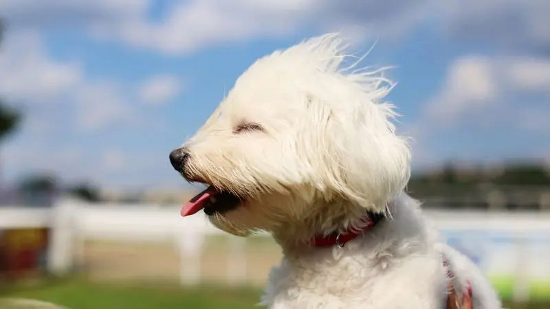 een hond met uitgestoken tong in het gras | un chien avec la langue tendue dans l'herbe