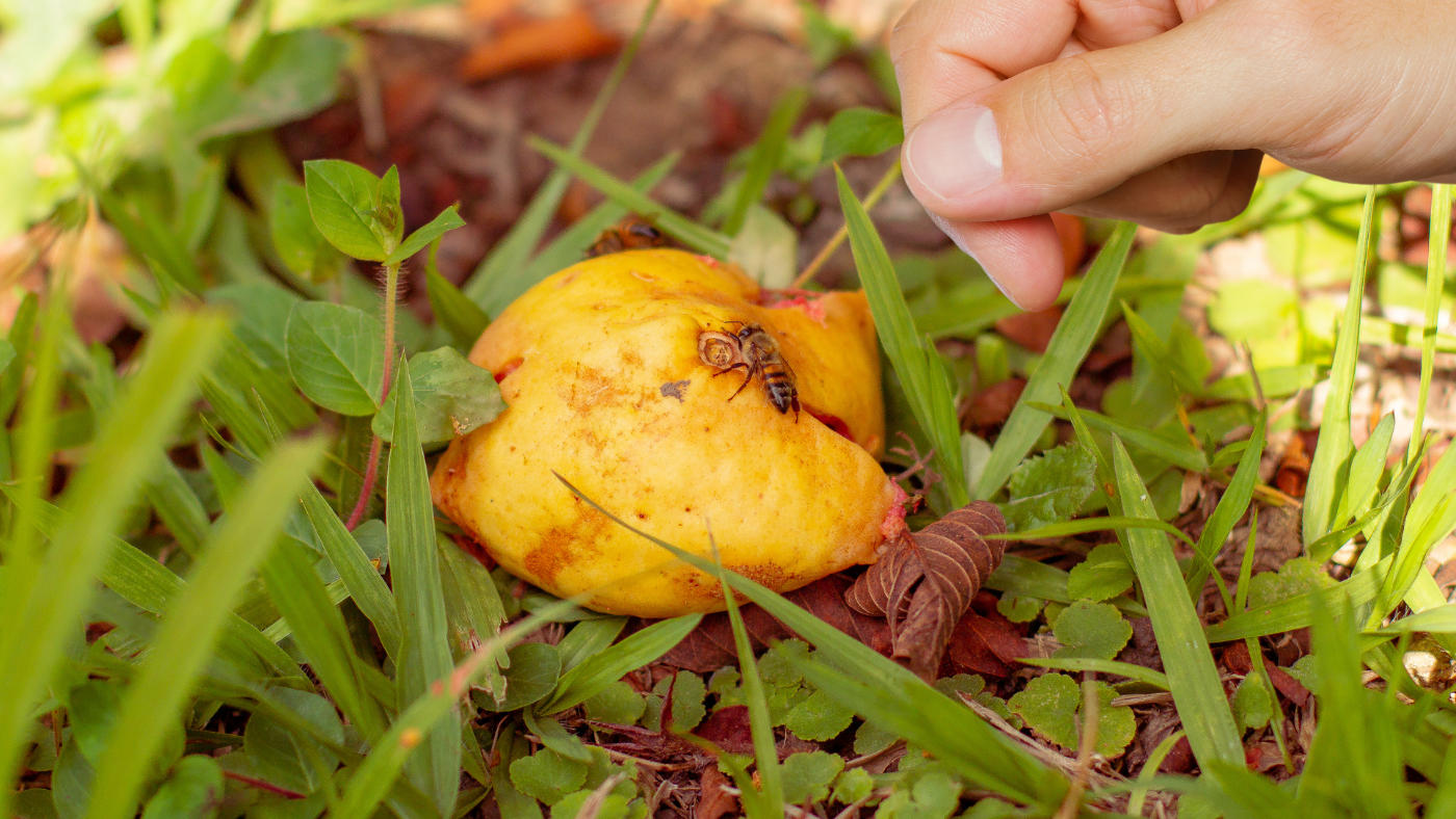 Gevallen fruit opruimen | Nettoyer les fruits tombés