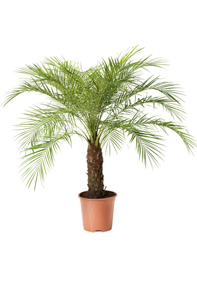 Bloomique - Lot de 2 - Sansevieria Laurentii - Langue de Dame Bloomique - Lot de 2 - Sansevieria Laurentii - Langue de Dame
