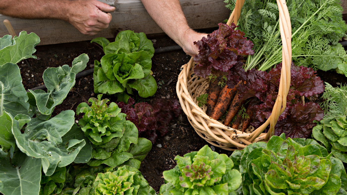 Sla en wortelen oogsten uit groententuin | Récolte de laitues et de carottes dans le potager