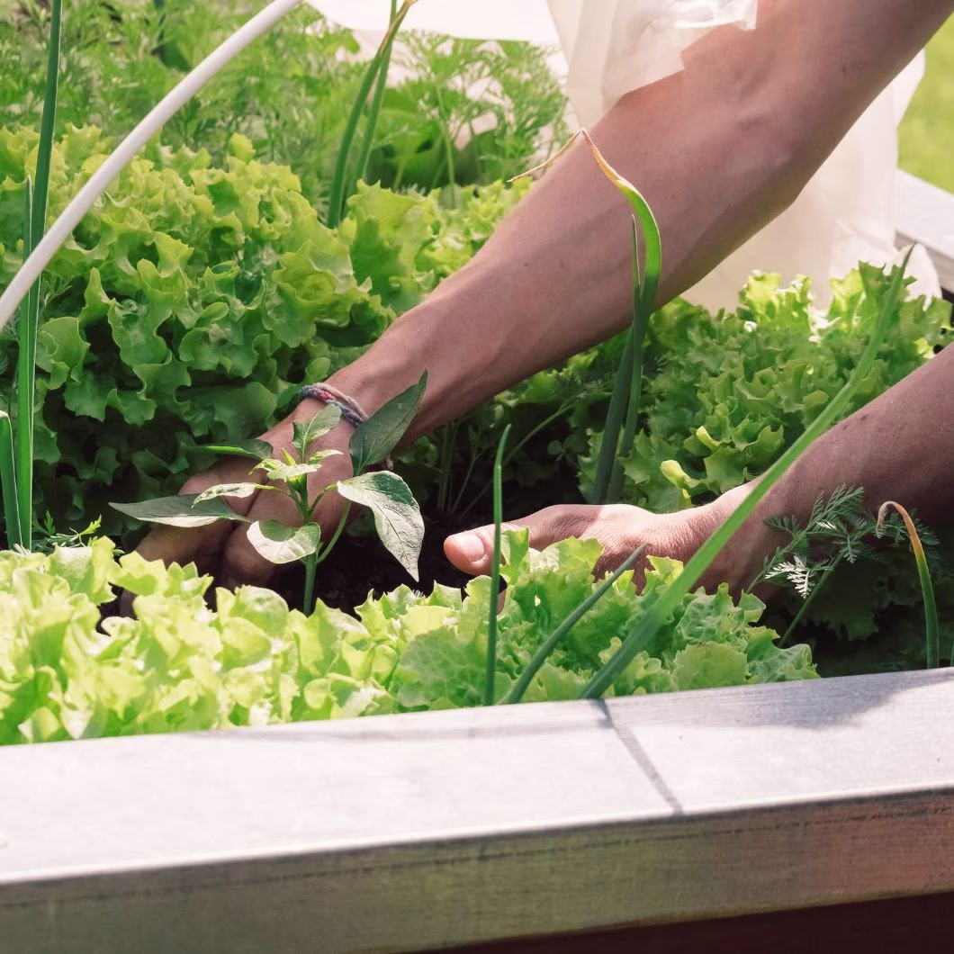 groententuin waarbij er salade wordt gekweekt | jardin potager où l'on cultive la salade
