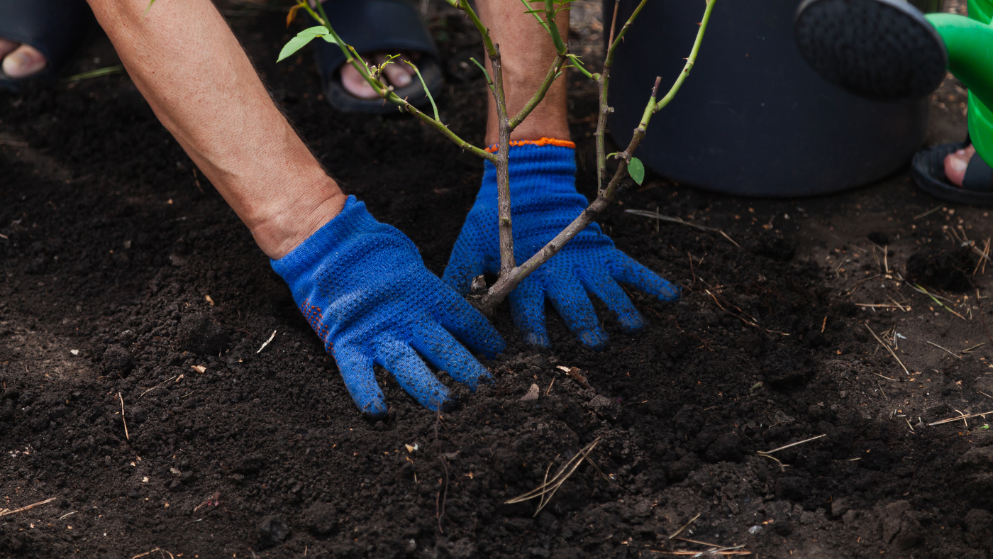 Planten van een rozenstruik | Plantation d'un rosier