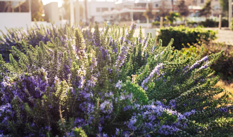 Wintergroen in je tuin: 5 winterbestendige planten Wintergroen in je tuin: 5 winterbestendige planten