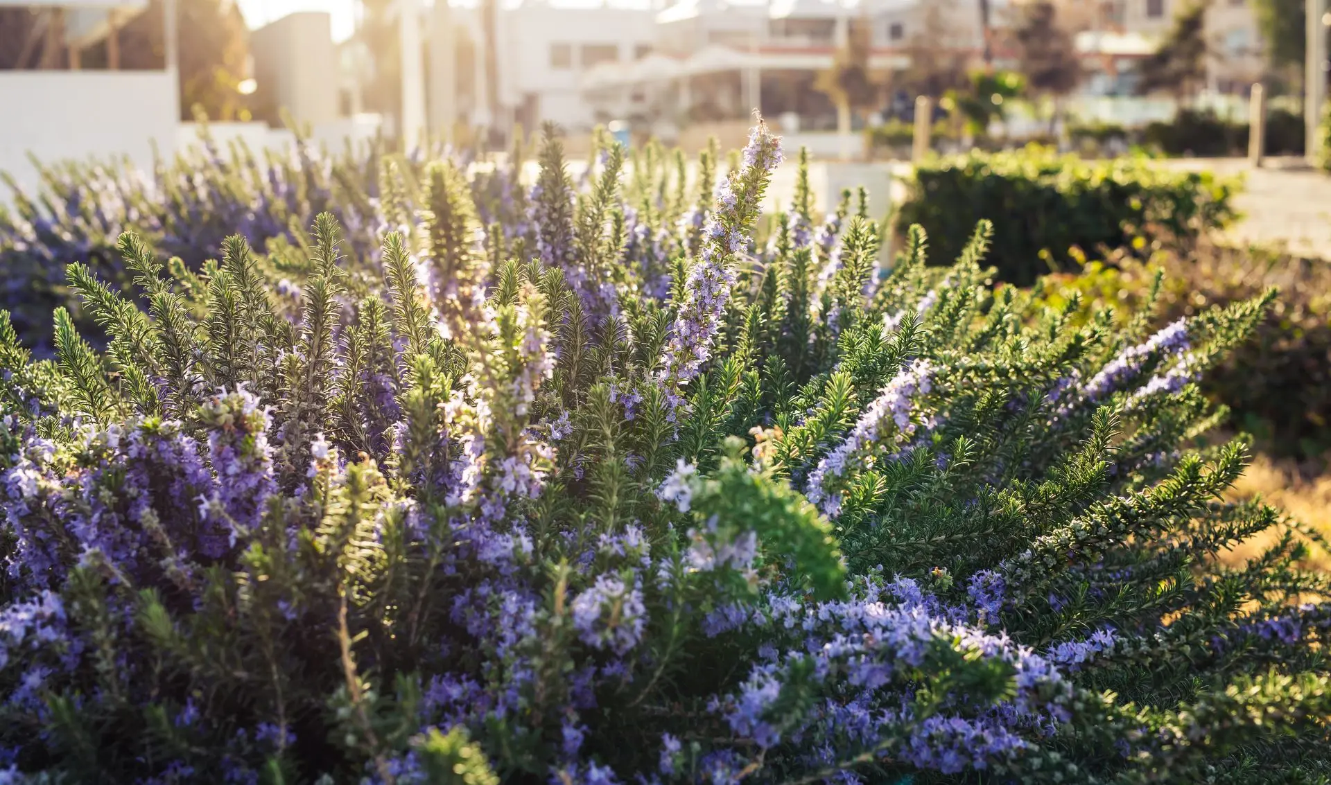 Een groene wintertuin met deze 5 planten