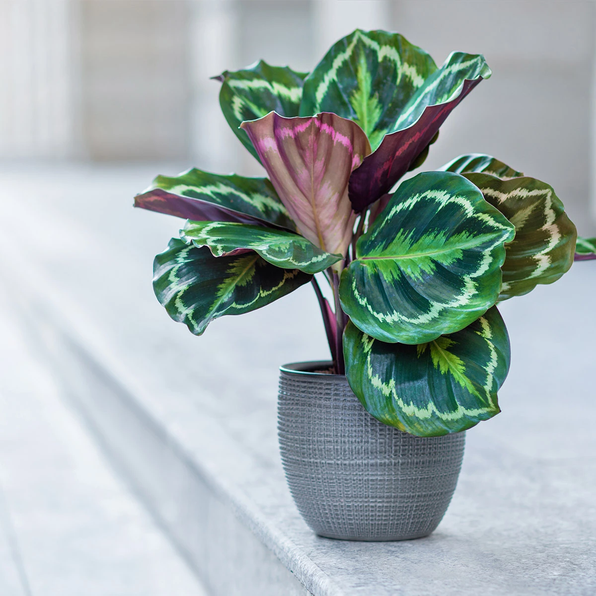 Calathea | Calathéa