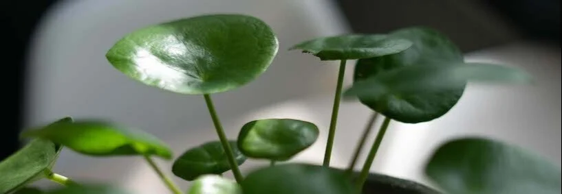 De mooiste hangplanten voor binnen en buiten