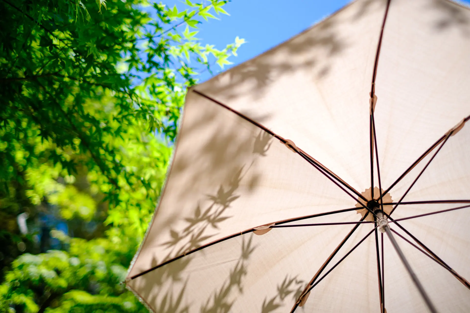 parasol header