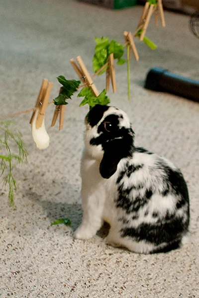 Konijn met voer aan waslijn | Lapin avec de la nourriture sur une corde à linge