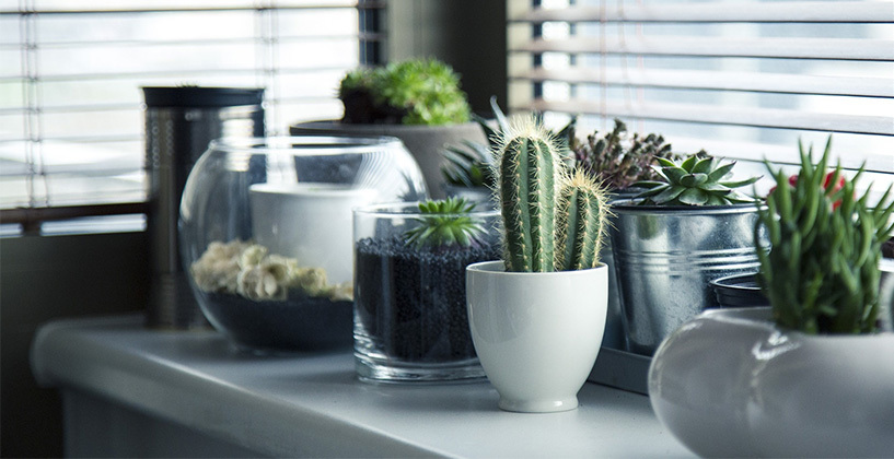 Hoe verzorg ik een vetplant en cactus?