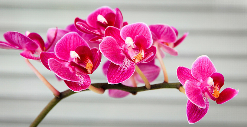 Hoe verzorg ik een orchidee?