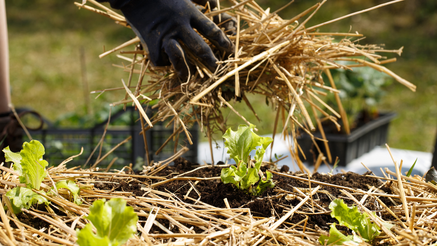 Stro rond planten leggen | Pose de paille autour des plantes