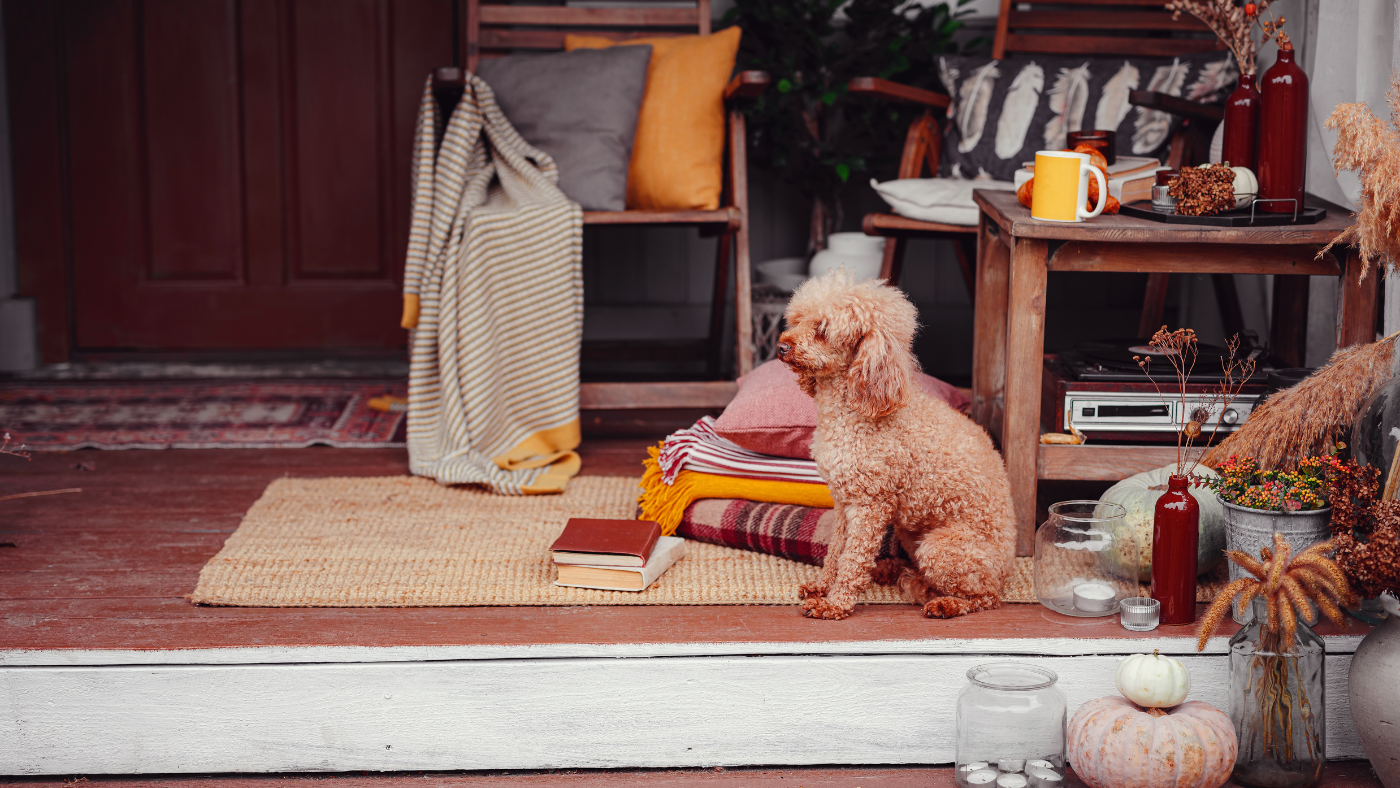 Gezellig gedecoreerd terras met een hond | Terrasse décorée et confortable avec un chien