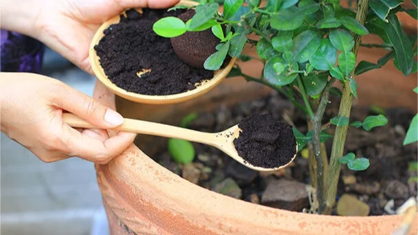 natuurlijke compost | composte naturel