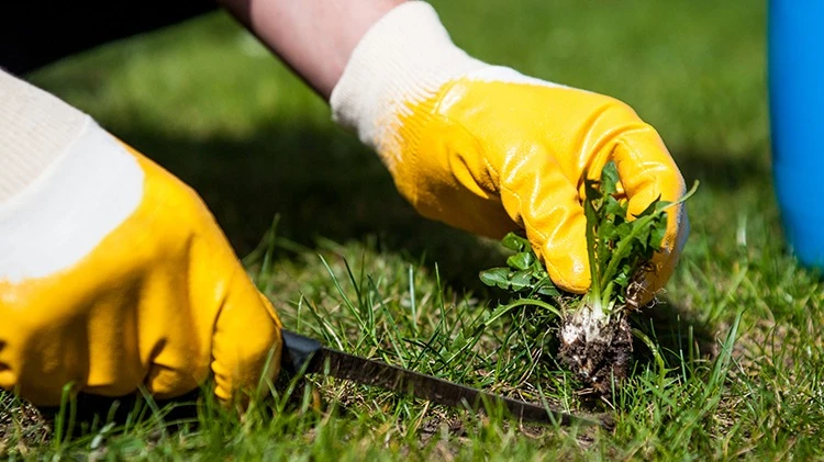 Onkruid uit tuin halen 