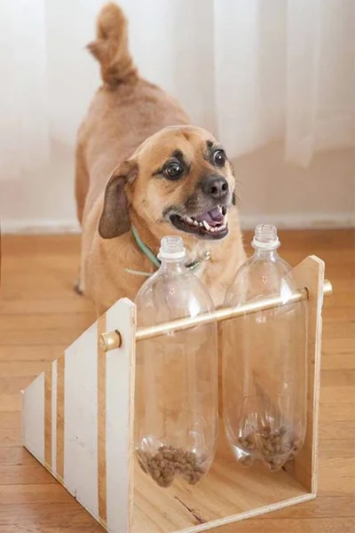 Hond met hondenvoer in fles | Chien avec nourriture pour chien dans une bouteille