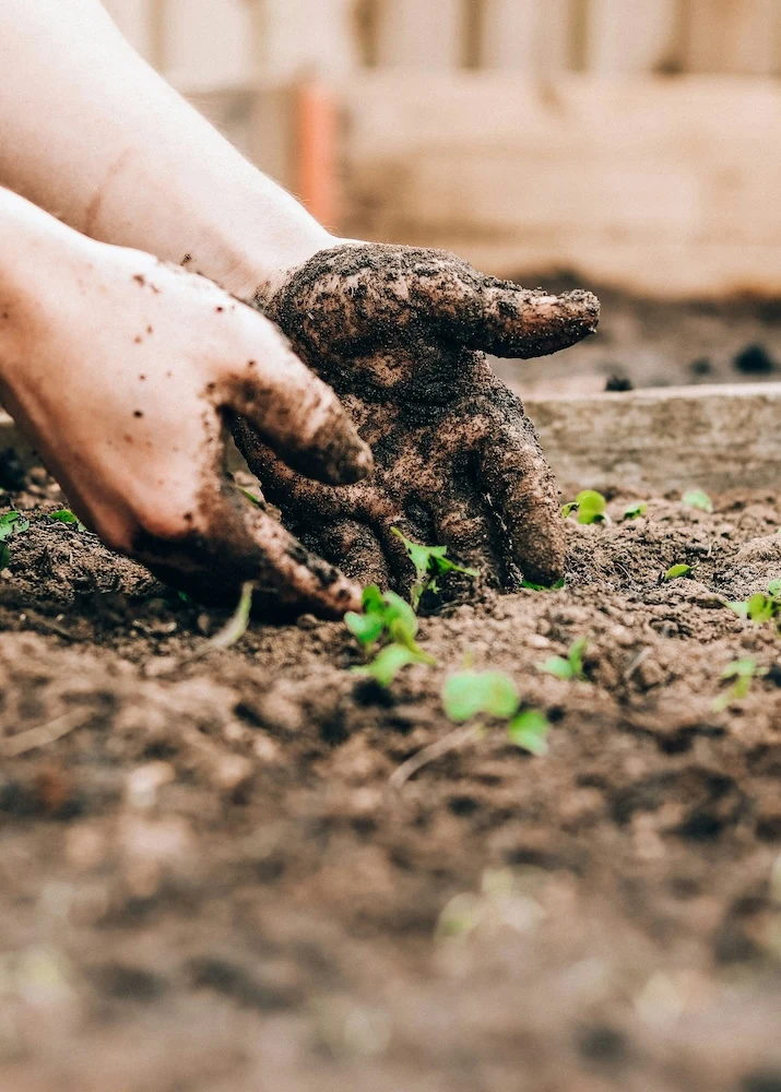 moestuin aanleggen