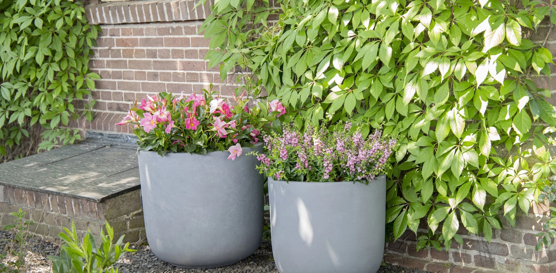 koele tuin met planten, bomen en hagen