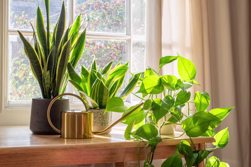 Gezellig, groen en gezond: 7 luchtzuiverende kamerplanten