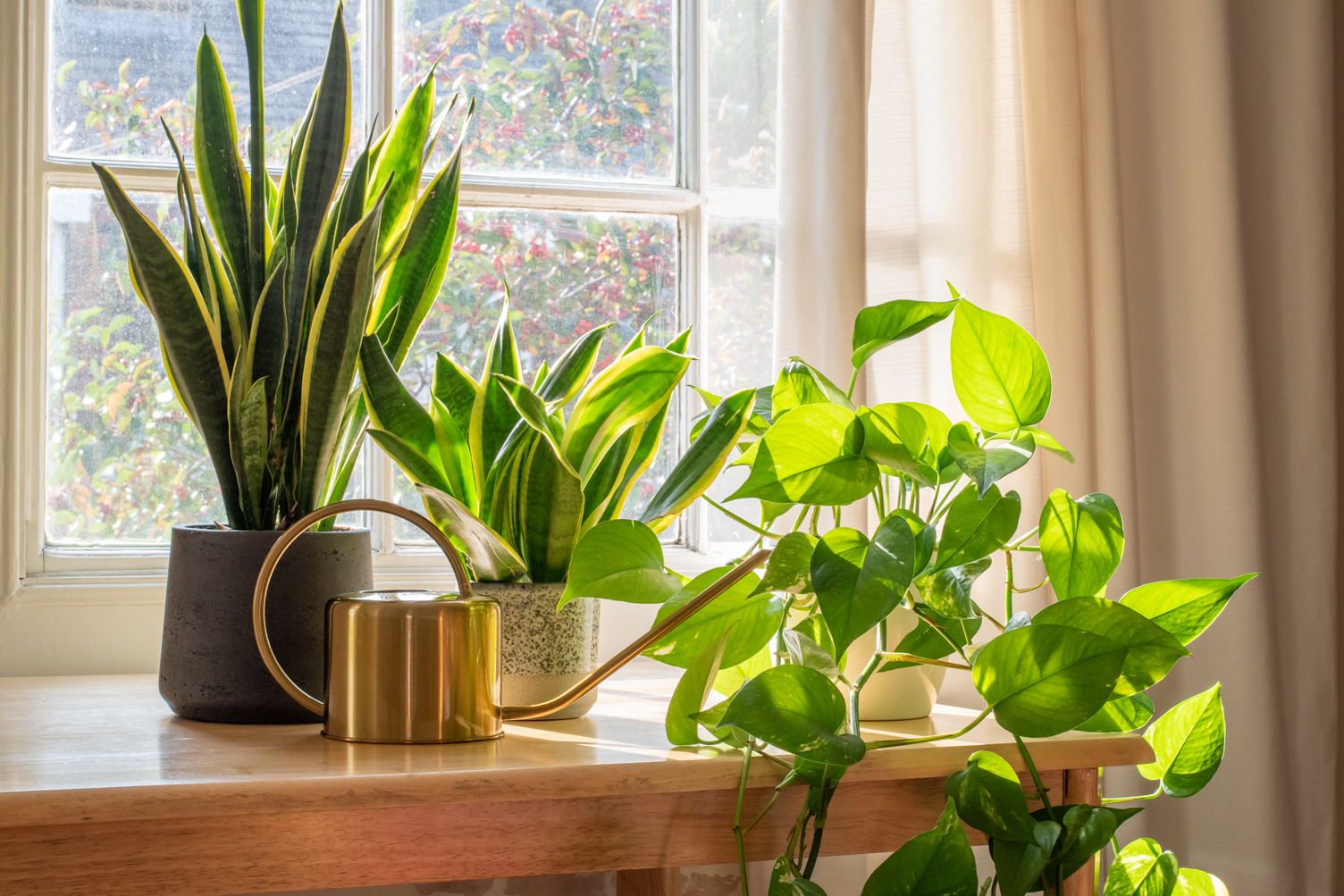 Gezellig, groen en gezond: 7 luchtzuiverende kamerplanten