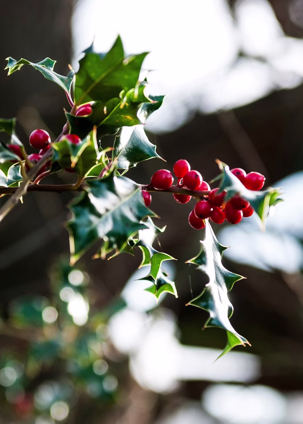 winterbestendige hulst plant met rode bessen