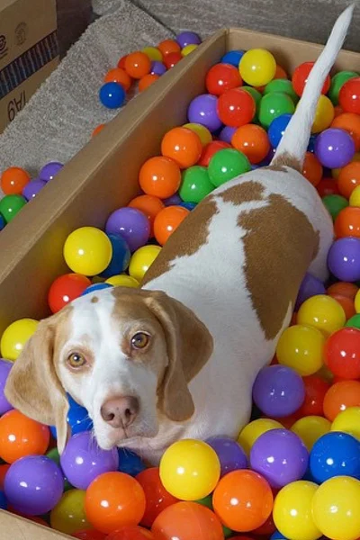 Hond in ballenbak | Chien dans une fosse à balles