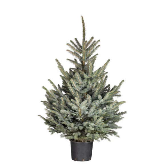 Blauwspar Picea Pungens in pot