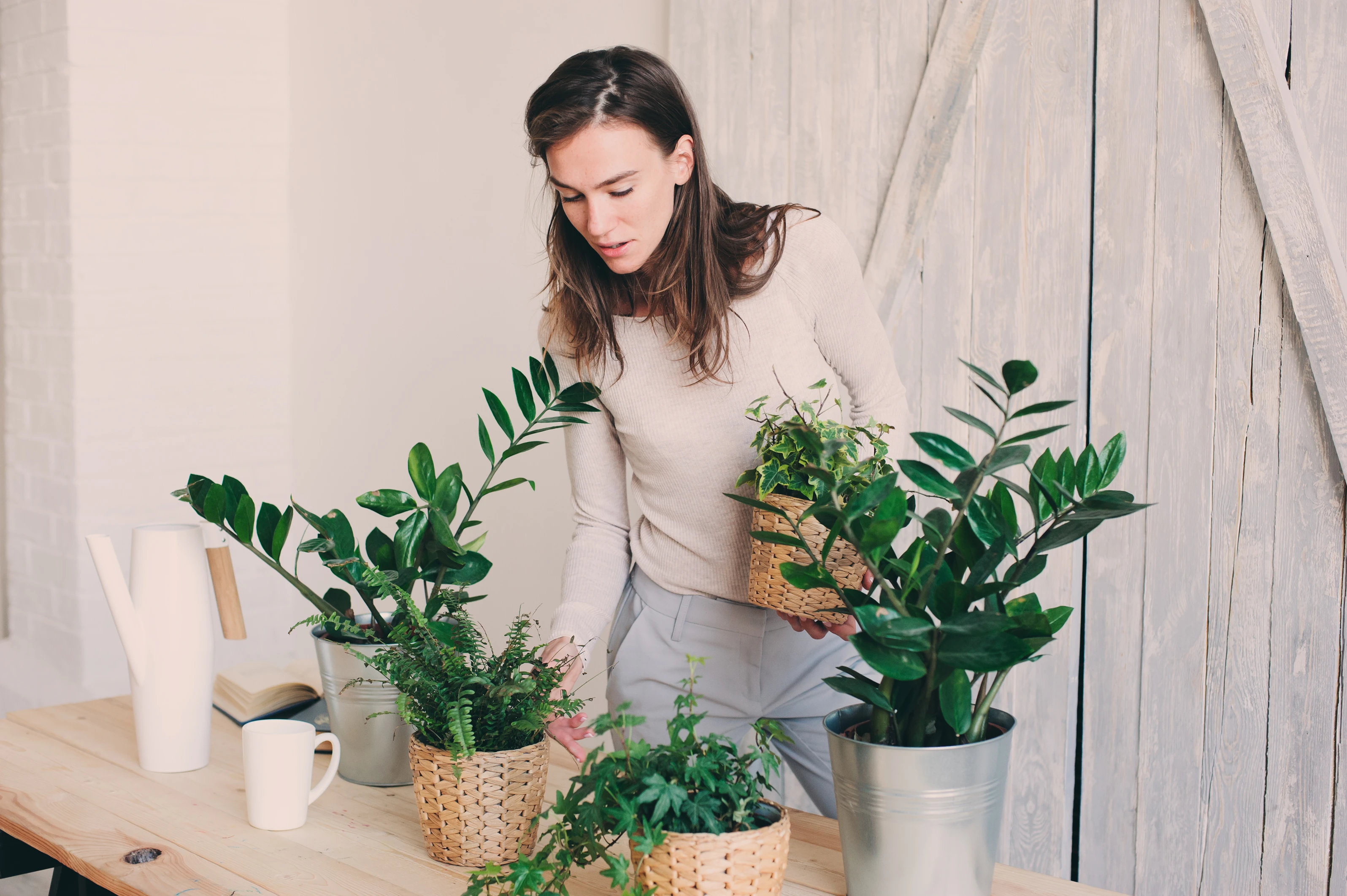 Populairste zuiverende kamerplanten