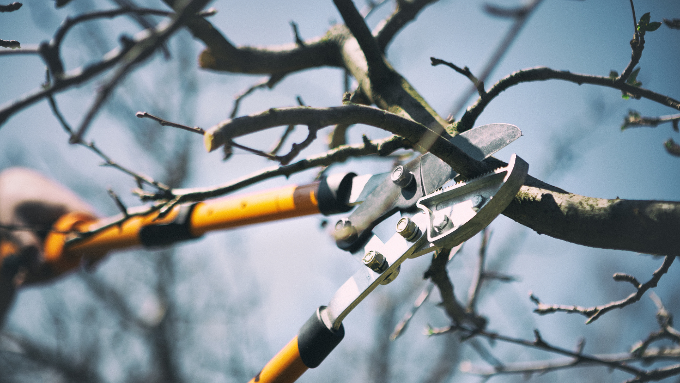 Afgestorven takken boom snoeien | Branches mortes élagage des arbres